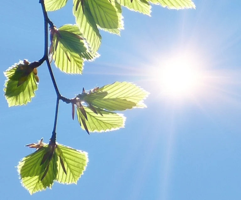 Das Bild zeigt frische Buchenblätter in hellem grün die sich gerade entfalten. Der Himmel ist blau, die Sonne scheint in hellem Licht und wirft Strahlen.